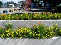 ６年生が植えた花だよ・・・真弥